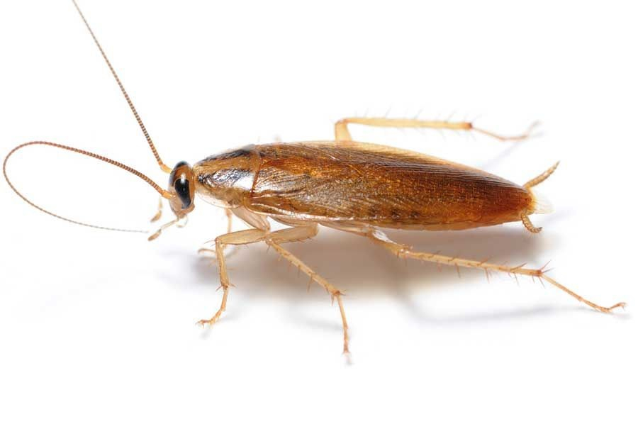 barata blattella germanica